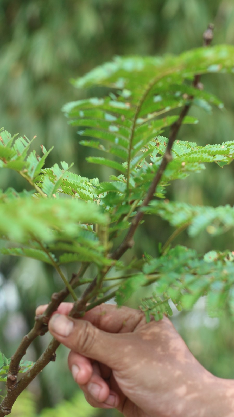 Dua Pilar Tanggung Jawab Lingkungan : Mengintegrasikan Pengurangan Jejak Karbon Internal dengan Aksi Sosial Eksternal