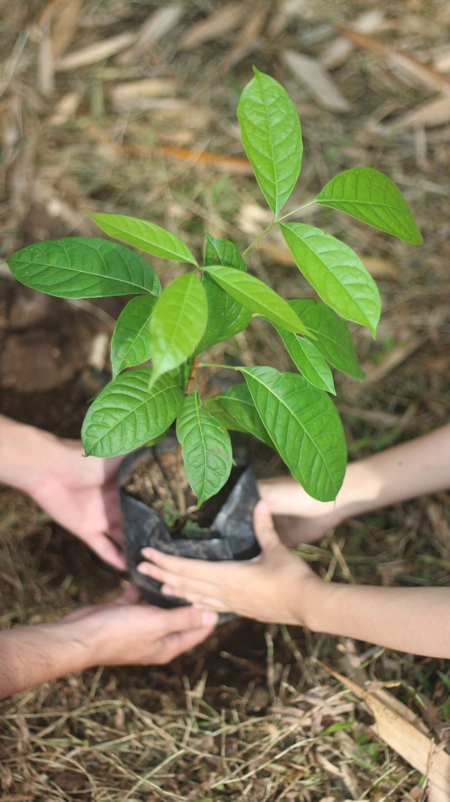 TMK Wujudkan Komitmen Pengurangan Emisi Karbon Lewat Penanaman Bibit Pohon